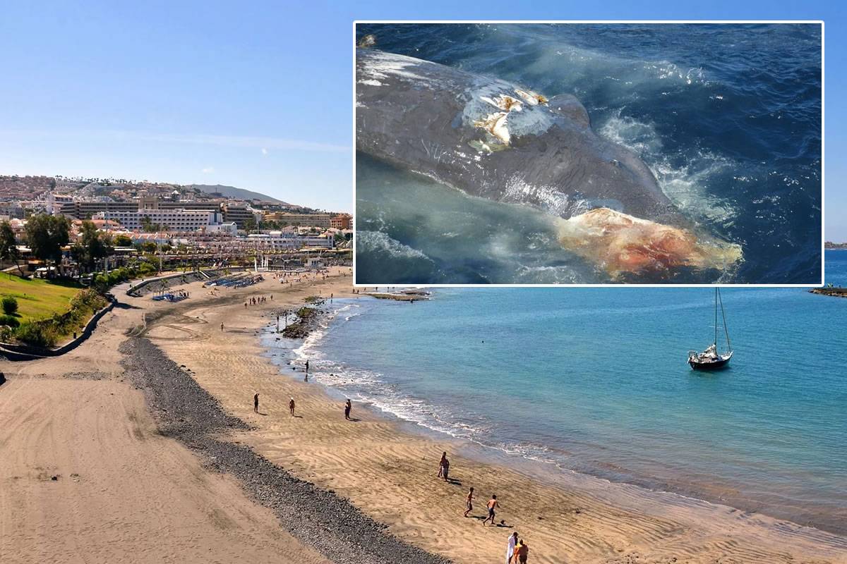 Dead baby whale found on Fañabe Beach in Costa Adeje