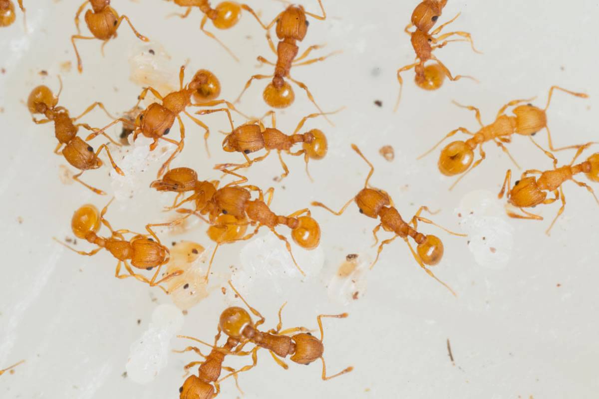 One of the world’s most invasive species of ants detected in the south of Tenerife