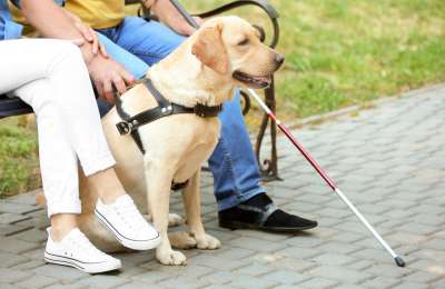 Assistance dogs now granted full access to hotels, restaurants and public spaces 