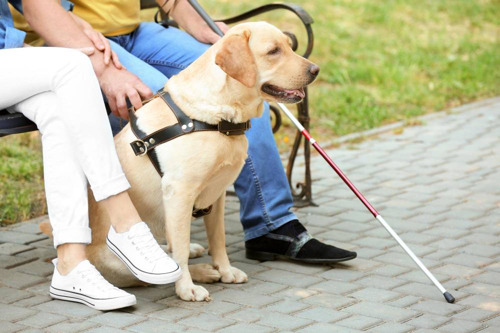 Assistance dogs now granted full access to hotels, restaurants and public spaces 