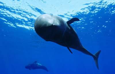 International Ocean Film Tour returns to the Canary Islands this Sunday
