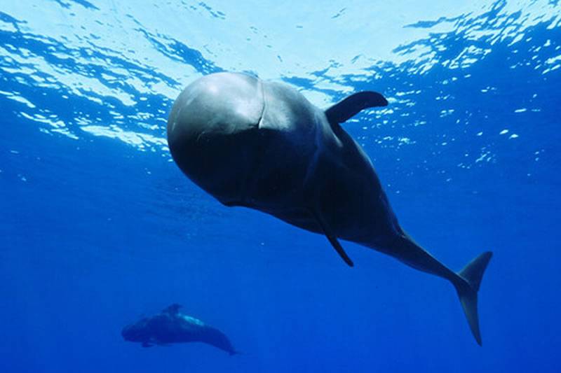 International Ocean Film Tour returns to the Canary Islands this Sunday