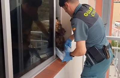 VIDEO: Man under investigation after pets found abandoned in Tenerife
