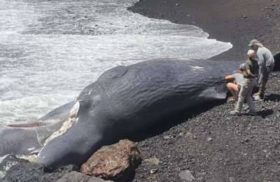 Fatal head injury caused death of sperm whale stranded on Tenerife beach