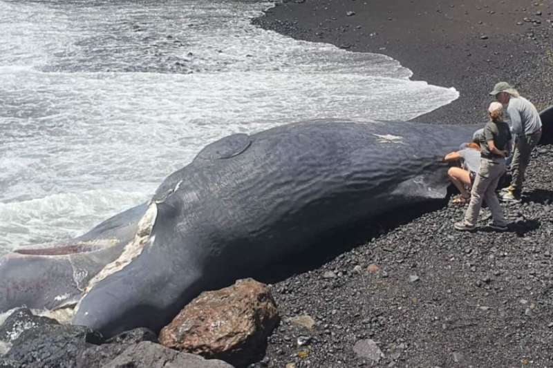 Fatal head injury caused death of sperm whale stranded on Tenerife beach