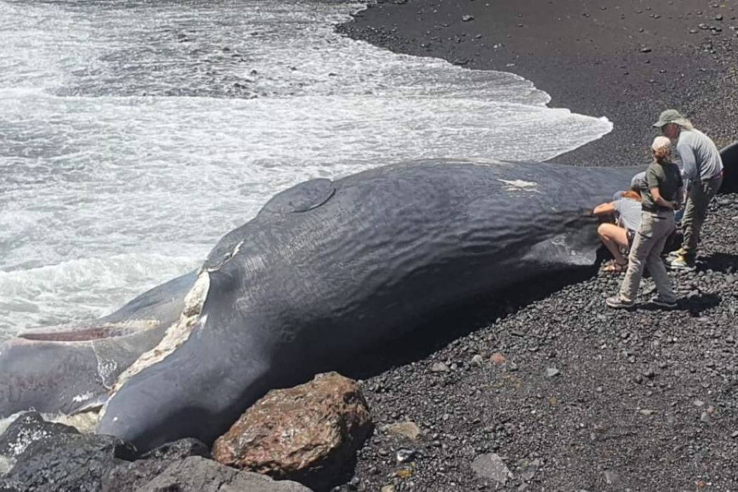 Fatal head injury caused death of sperm whale stranded on Tenerife beach