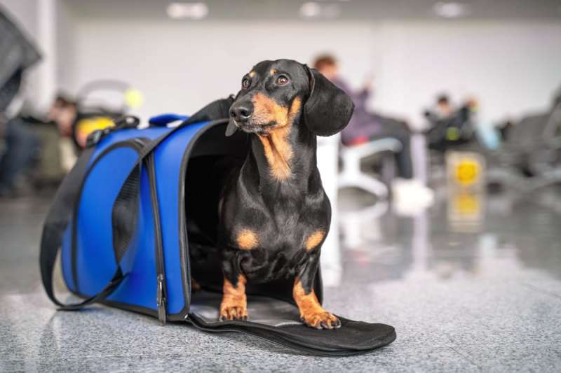 New Imserso rule lets holidaymakers bring their pets on holiday