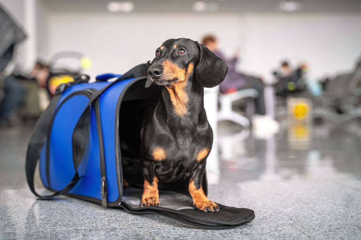 New Imserso rule lets holidaymakers bring their pets on holiday