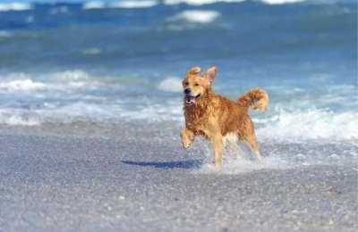 First dog-friendly beach to open in Costa Teguise