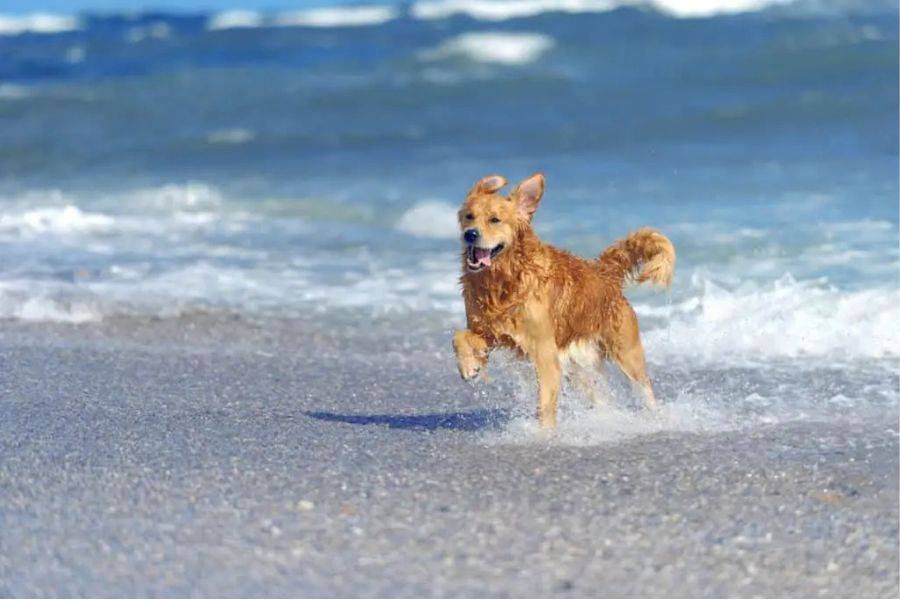 First dog-friendly beach to open in Costa Teguise