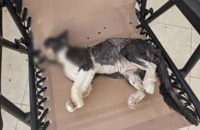 Residents alarmed after aggressive dogs kill ten cats in Lanzarote town