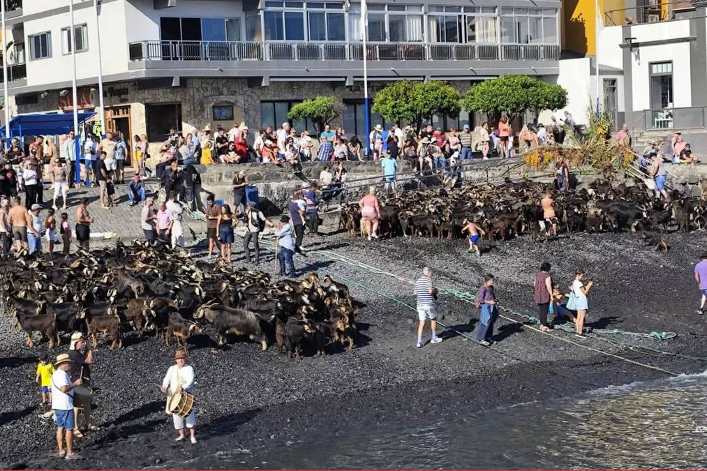 More than 400 goats bathe in Puerto de la Cruz in a Guanche ritual