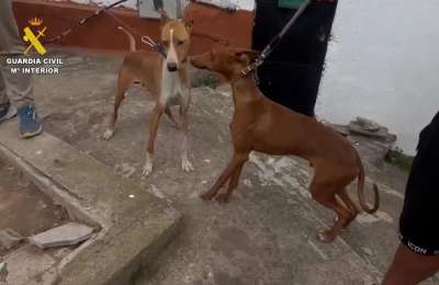 Extreme animal cruelty exposed at a finca in Gran Canaria