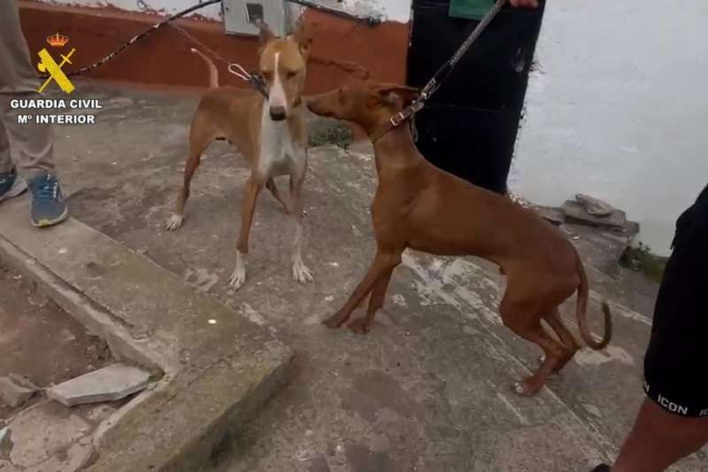 Extreme animal cruelty exposed at a finca in Gran Canaria