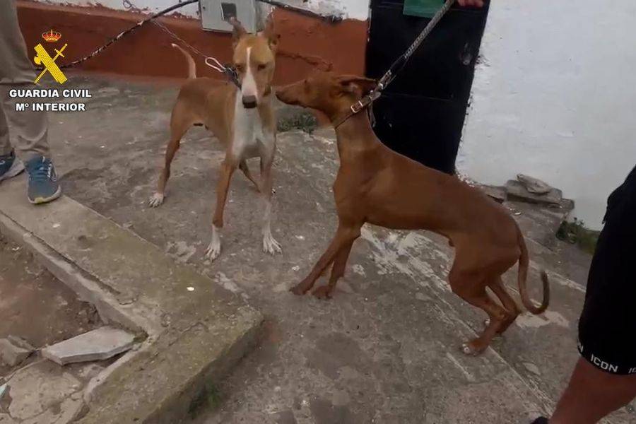 Extreme animal cruelty exposed at a finca in Gran Canaria