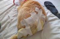 Cat attacked with boiling water in Costa Teguise holiday complex