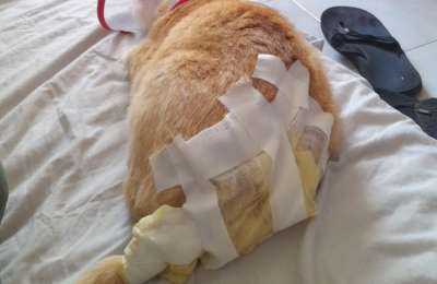 Cat attacked with boiling water in Costa Teguise holiday complex