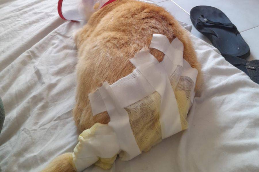 Cat attacked with boiling water in Costa Teguise holiday complex