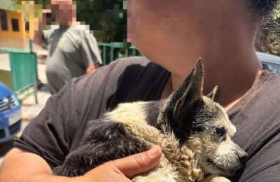Man arrested for abandoning dog in underground bin in Gran Canaria