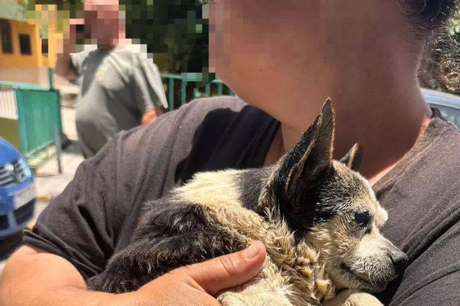 Man arrested for abandoning dog in underground bin in Gran Canaria