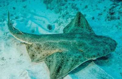 Warming seas in the Canaries threaten breeding of critically endangered Angelshark