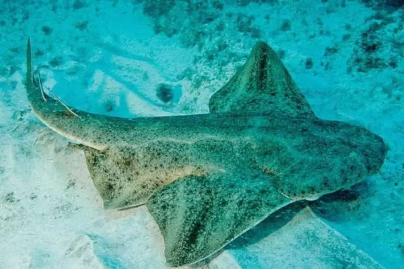 Warming seas in the Canaries threaten breeding of critically endangered Angelshark