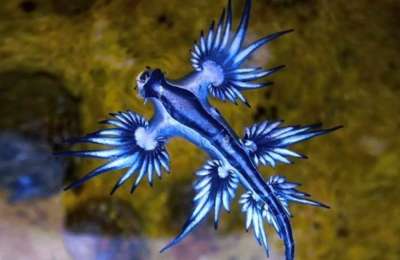 Beach shut after blue dragons detected in Lanzarote