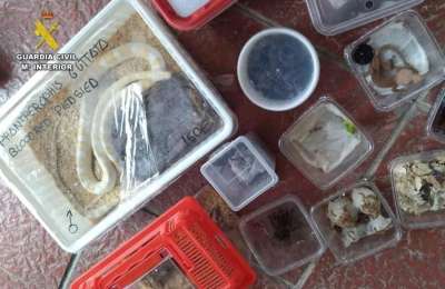Couple caught smuggling exotic animals into Tenerife