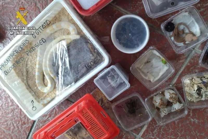 Couple caught smuggling exotic animals into Tenerife