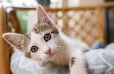 New stricter laws for cat owners in the Canary Islands are now in force 