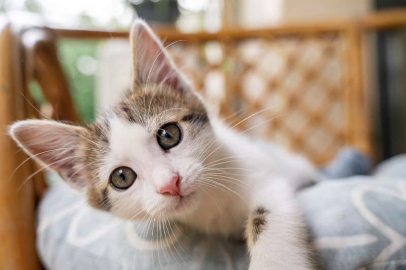 New stricter laws for cat owners in the Canary Islands are now in force 