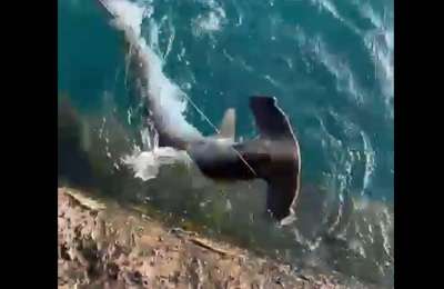 VIDEO: Young anglers accidentally catch hammerhead shark 