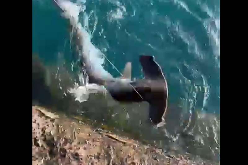 VIDEO: Young anglers accidentally catch hammerhead shark 