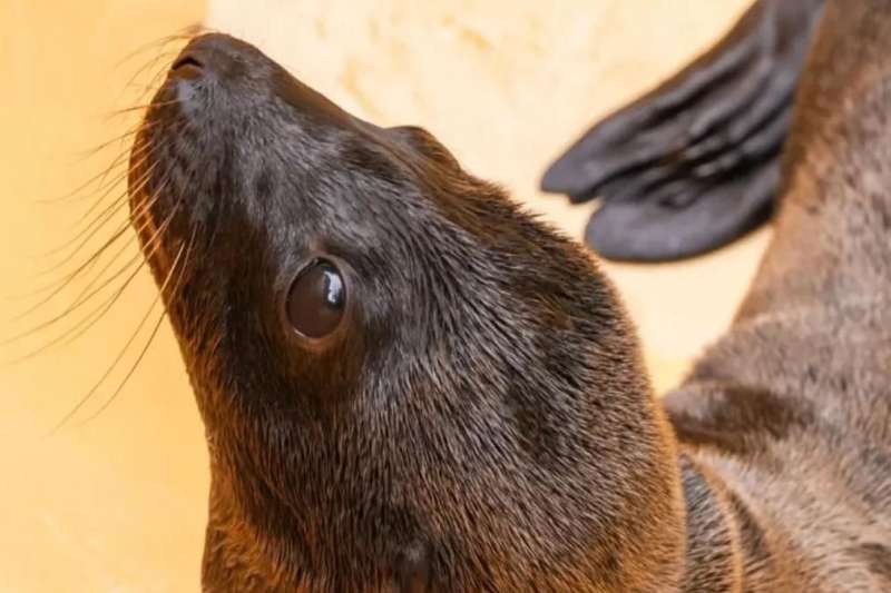 New sea lion pup at Loro Parque named ‘Ozzy’ after public vote