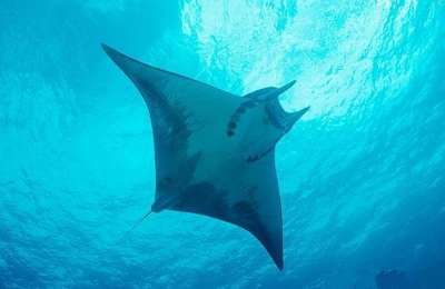 New campaign to raise awareness and protect rays and sharks in the Canary Islands