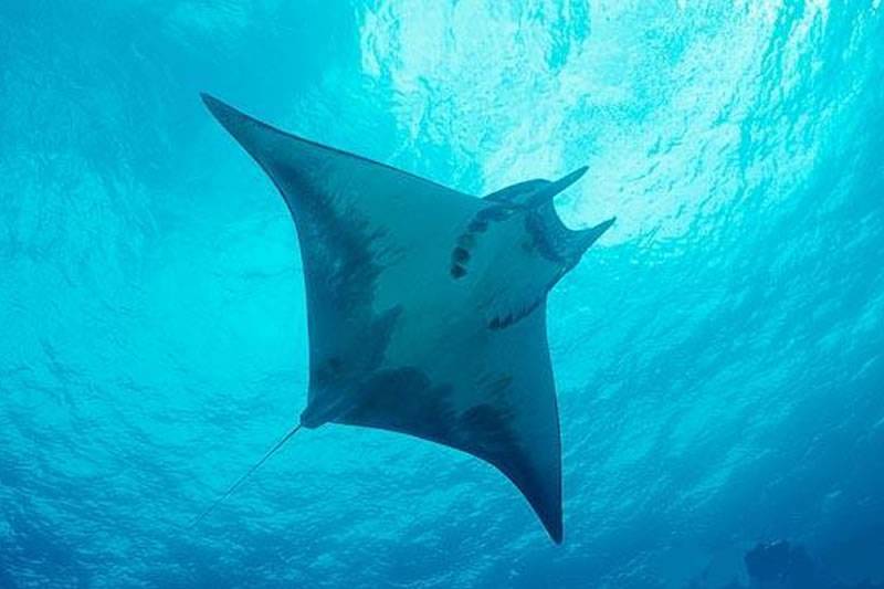 New campaign to raise awareness and protect rays and sharks in the Canary Islands