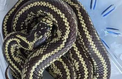 Dangerous Californian Kingsnake found in Tenerife