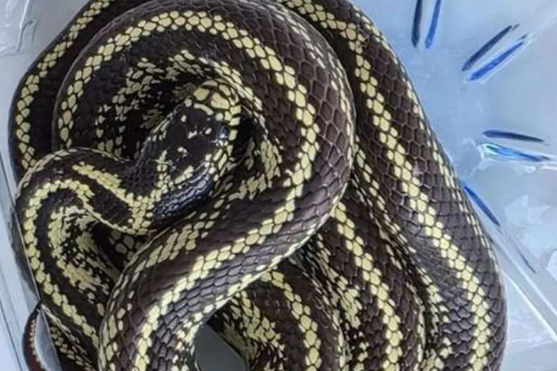Dangerous Californian Kingsnake found in Tenerife