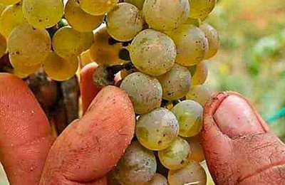 Tenerife’s wine industry under threat from vineyard pest