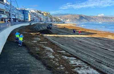 Invasive algae threatens Canary Islands' marine ecosystems