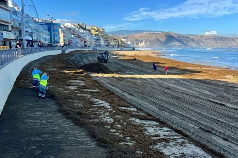 Invasive algae threatens Canary Islands' marine ecosystems