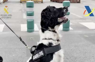 Sniffer dog finds 25 kilos of cocaine hidden in a car disembarking a ferry in Las Palmas