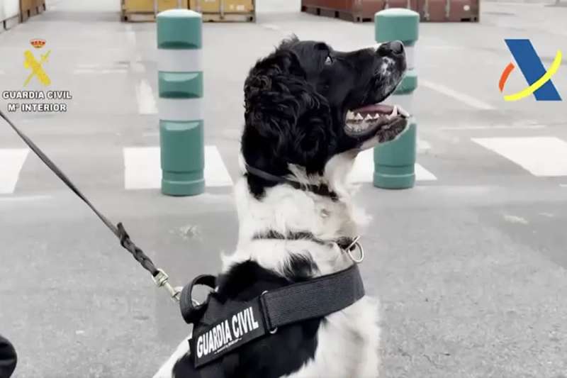 Sniffer dog finds 25 kilos of cocaine hidden in a car disembarking a ferry in Las Palmas