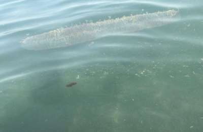 ‘Giant jellyfish’ sighting in Lanzarote turns out to be squid eggs