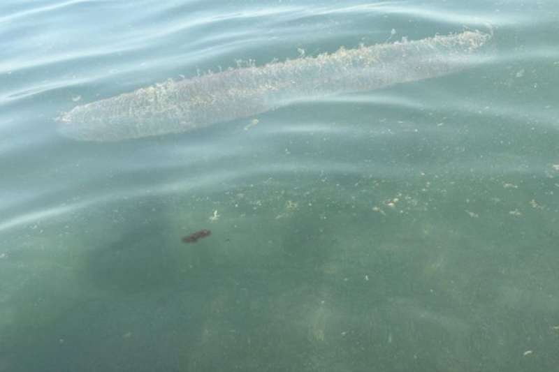‘Giant jellyfish’ sighting in Lanzarote turns out to be squid eggs