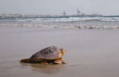 Rescued turtle set free on Fuerteventura’s shores
