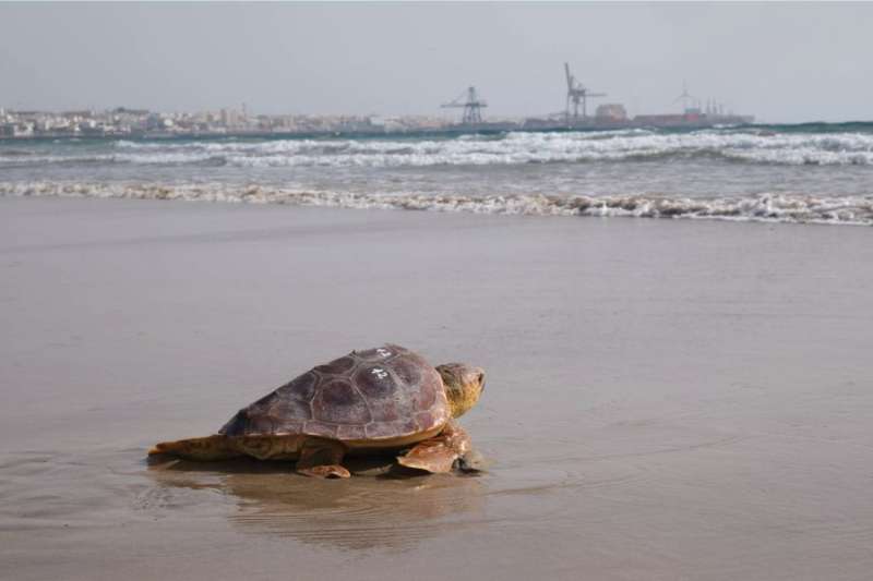 Rescued turtle set free on Fuerteventura’s shores