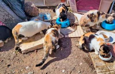 Tenerife launches €275,000 plan to tackle stray cat colonies