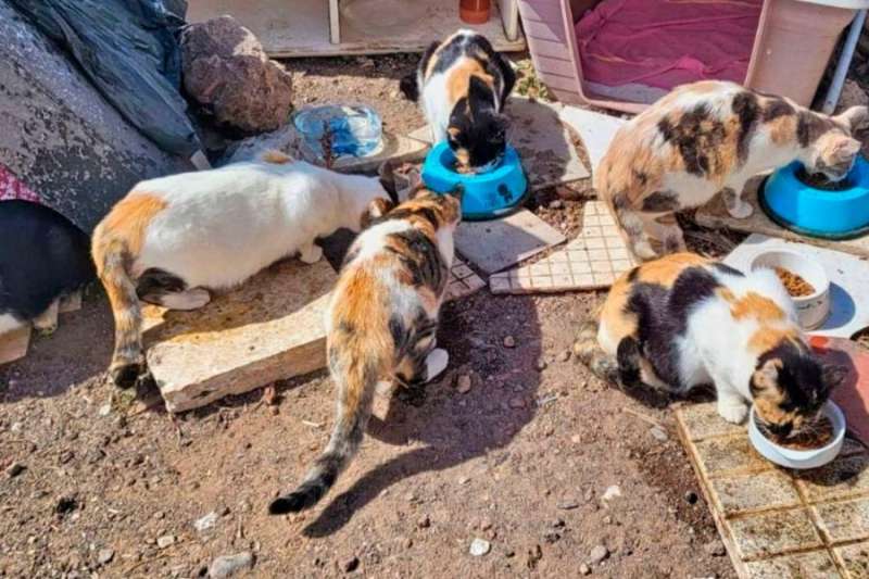 Tenerife launches €275,000 plan to tackle stray cat colonies