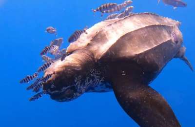 World’s largest sea turtle makes rare Tenerife appearance